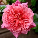 Кристофер марлоу_0x160 Любимый сад